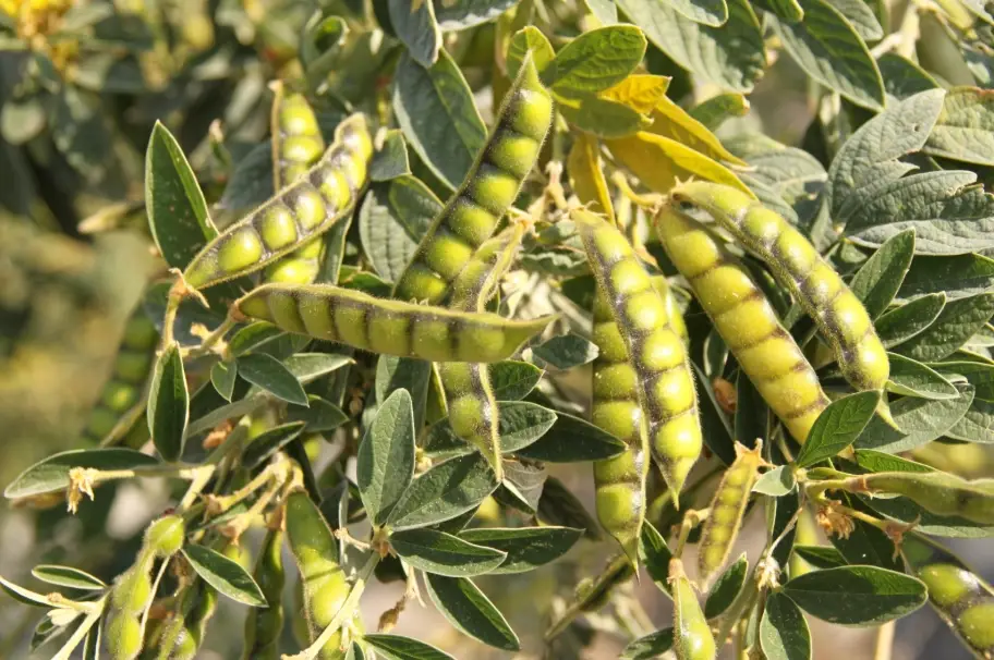 樹豆播種期 樹豆播種期