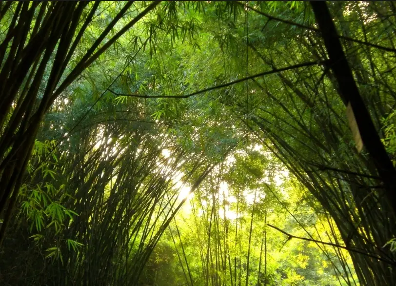 陽台種竹子 陽台種竹子