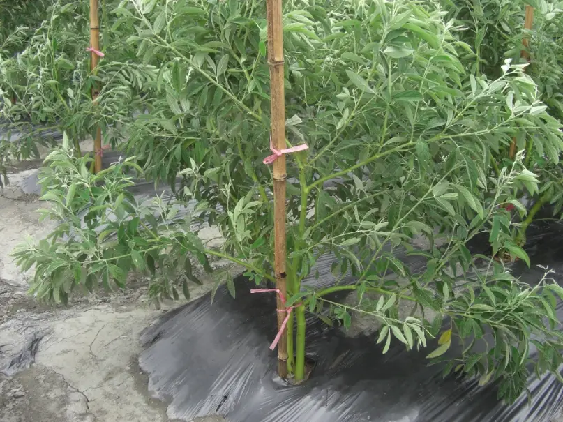 樹豆種植時間