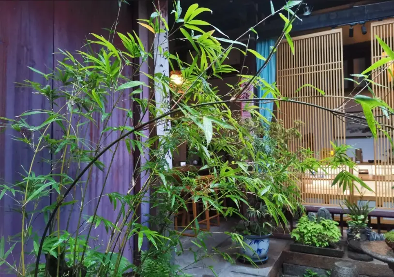 陽台種竹子 陽台種竹子