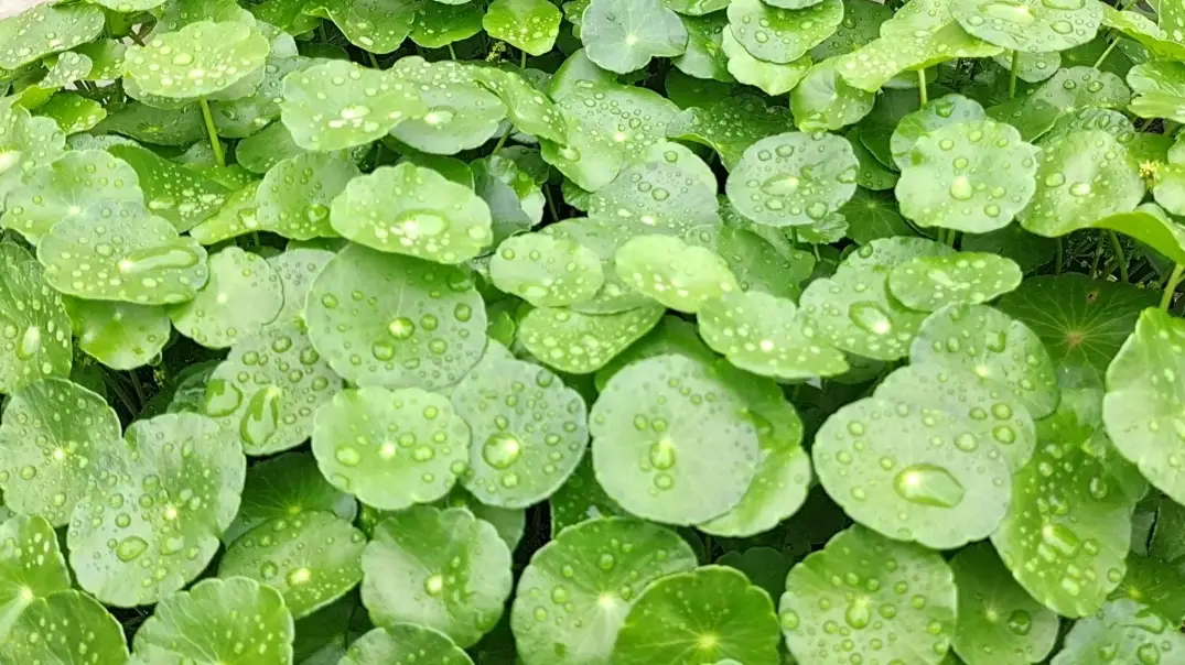 桐錢草怎麼養 桐錢草怎麼養