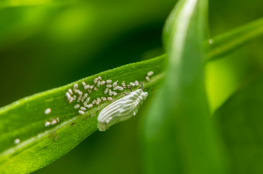 白色蟲卵怎麼清除？植物、食物、牆角5大來源辨識與處理