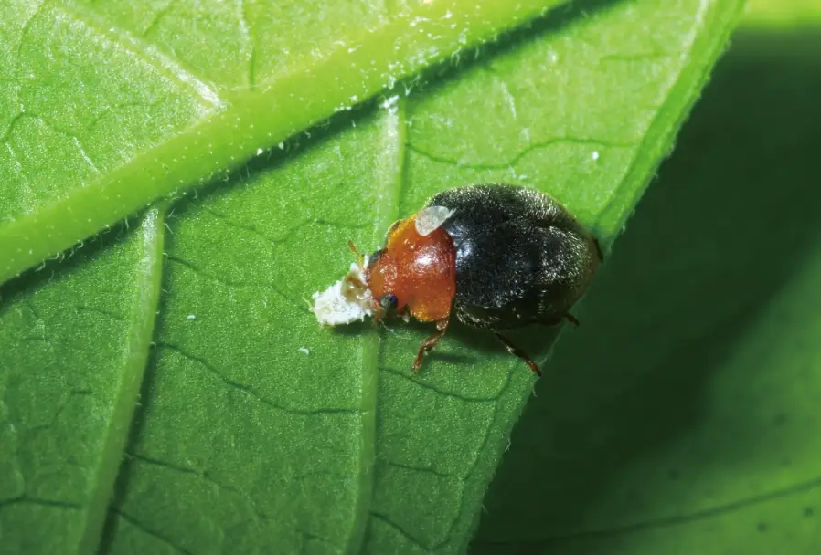 白水木介殼蟲處理 白水木介殼蟲處理