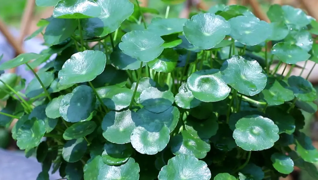 桐錢草黃葉 桐錢草黃葉