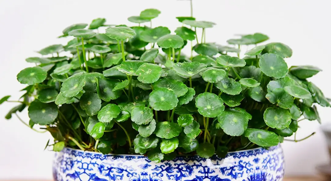 桐錢草黃葉 桐錢草黃葉