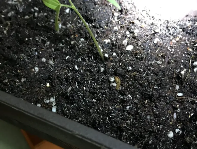 盆栽白色小蟲