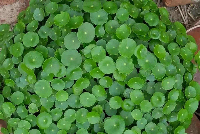 銅錢草水培 銅錢草水培