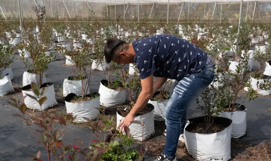 燈籠果種植方法