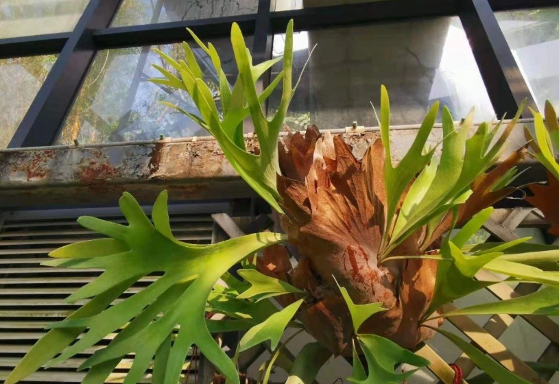 鹿角蕨上板