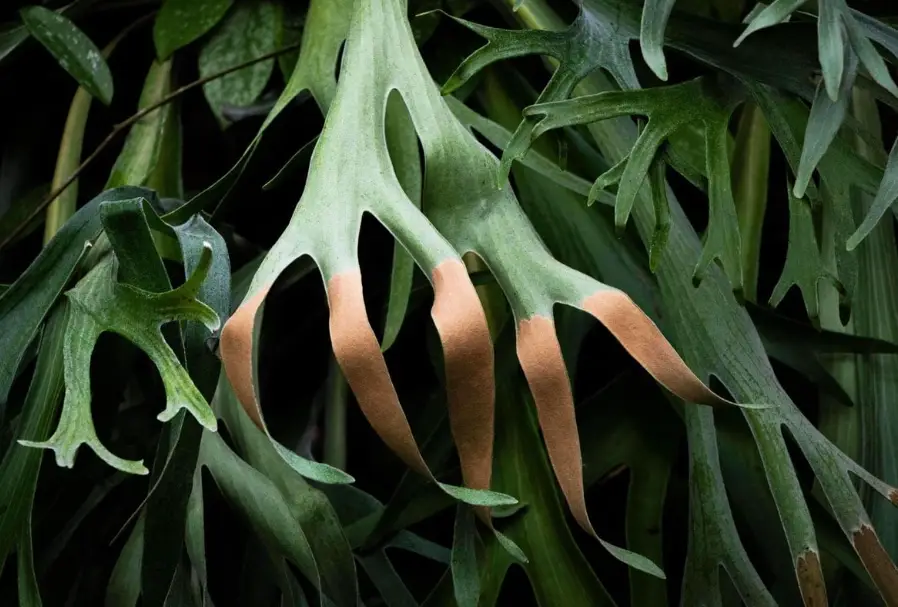 水苔種類