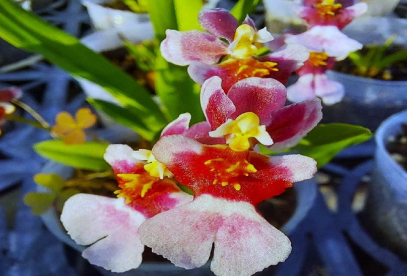 文心蘭不開花