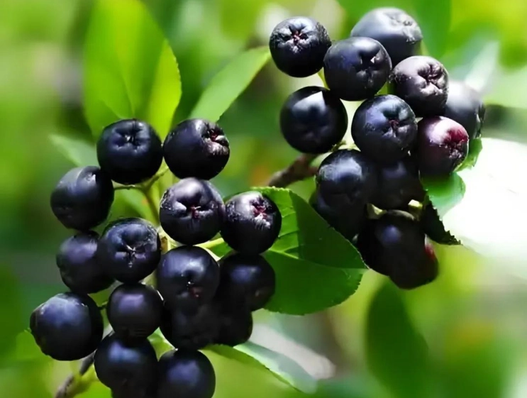 燈籠果種植方法