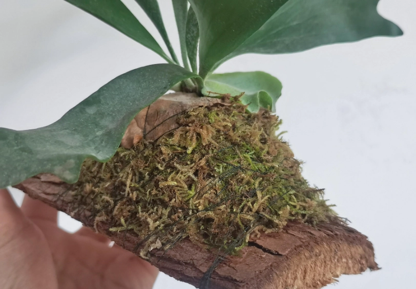鹿角蕨水苔怎麼用：從挑選到上板換苔的實戰筆記