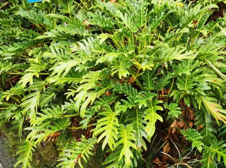 灑金蔓綠絨養護：斑紋不退回綠的關鍵技巧