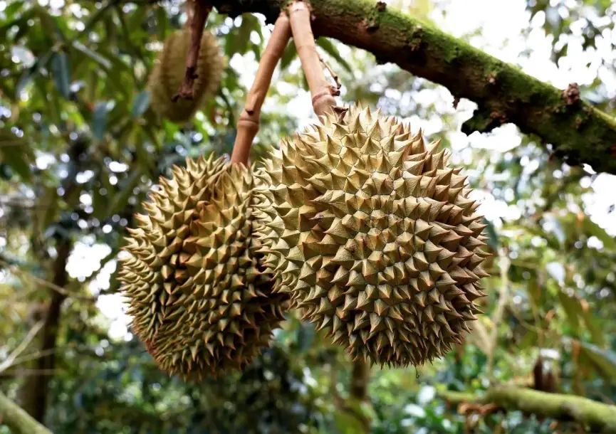 榴槤種植方法：台灣氣候下的嫁接、定植與結果實戰