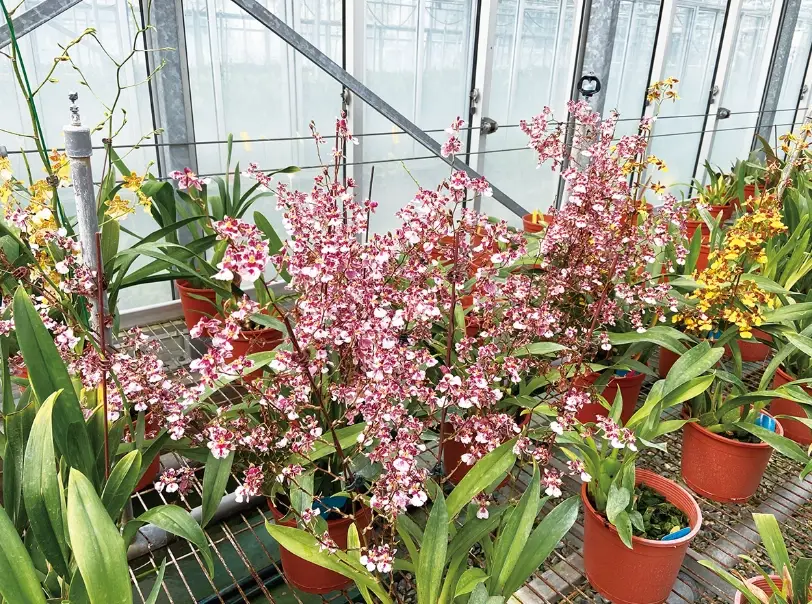 文心蘭不開花