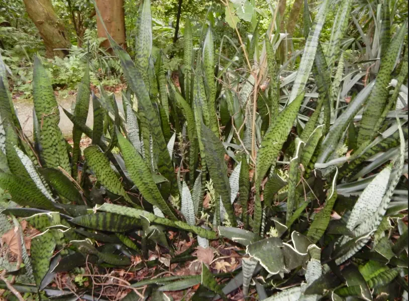 虎尾蘭爛根