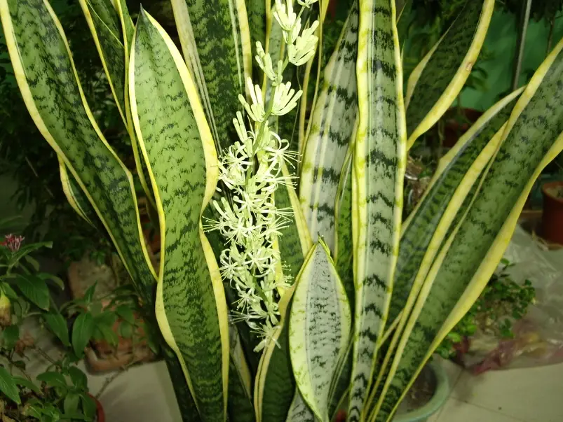 虎尾蘭澆水