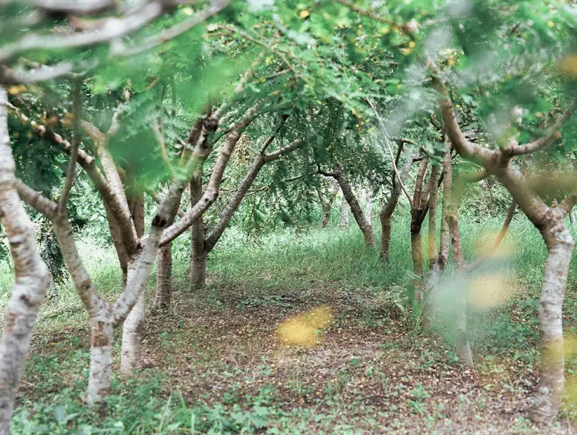 果樹著果劑 果樹著果劑