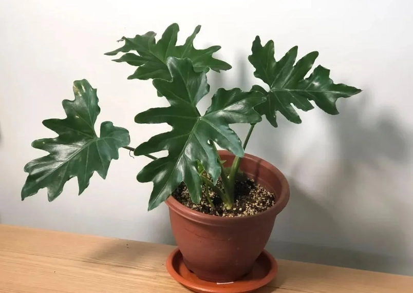 泰國星座蔓綠絨 泰國星座蔓綠絨