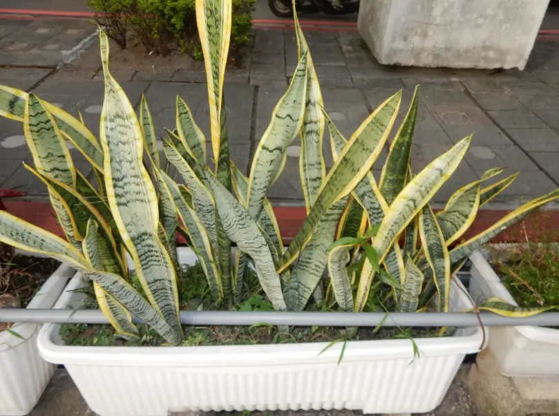 虎尾蘭爛根