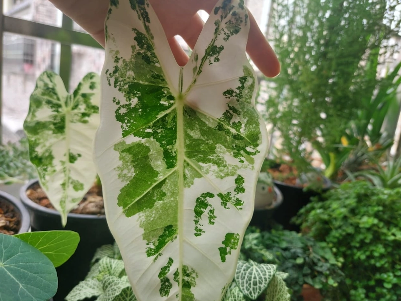 泰國星座蔓綠絨 泰國星座蔓綠絨