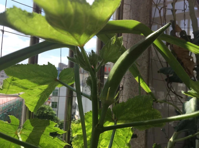 秋葵種植時間 秋葵種植時間