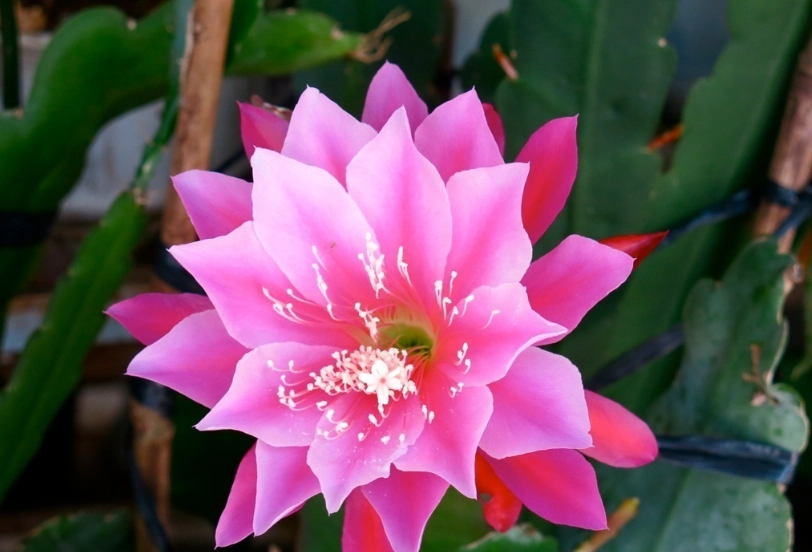 孔雀仙人掌 不開花 孔雀仙人掌 不開花