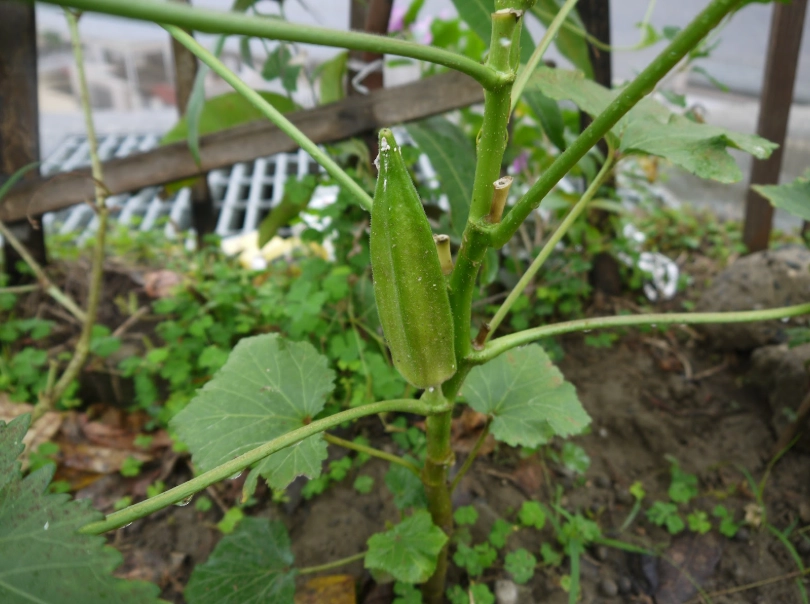 秋葵種植時間 秋葵種植時間