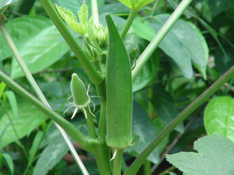 秋葵種植時間 秋葵種植時間
