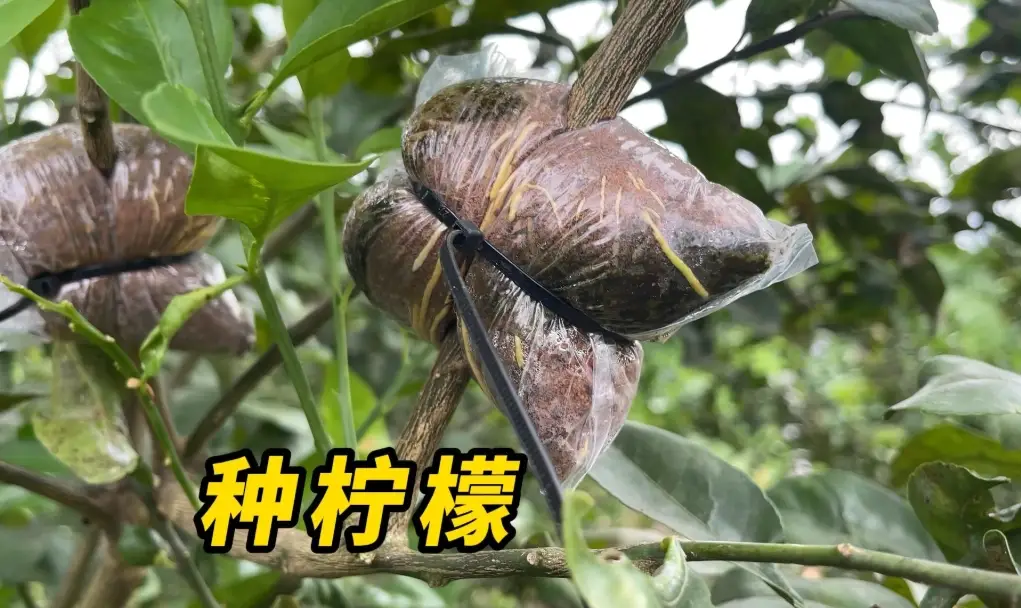 空中壓條