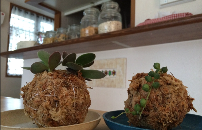 水苔球照顧：苔玉製作、澆水頻率與爛掉發霉原因