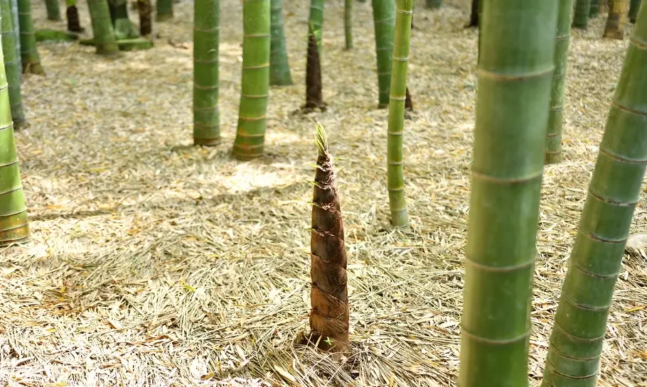 竹筍苗種植方法 竹筍苗種植方法