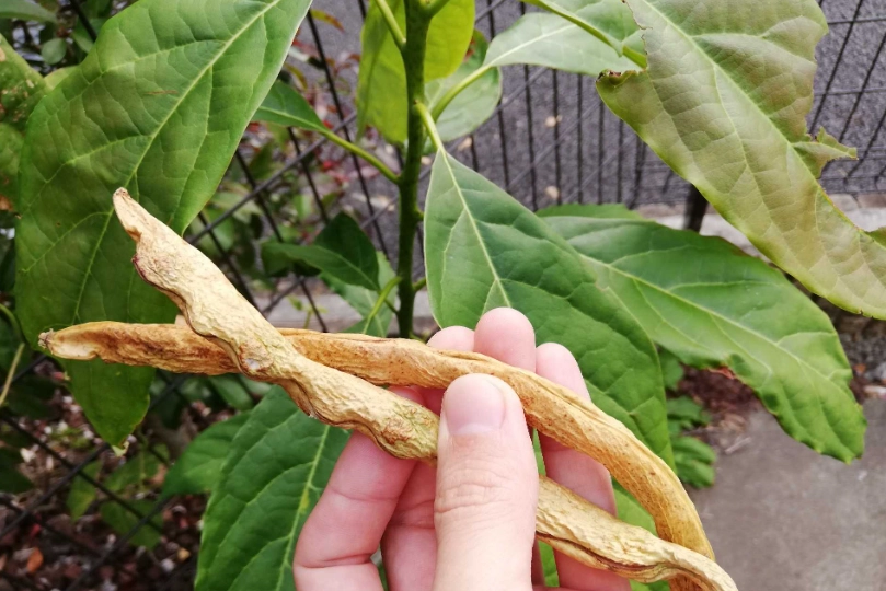 敏豆不結莢
