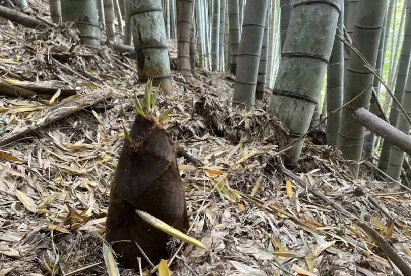 竹筍苗種植方法 竹筍苗種植方法