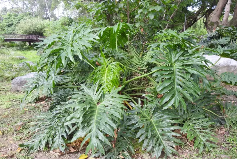 龜背芋換盆