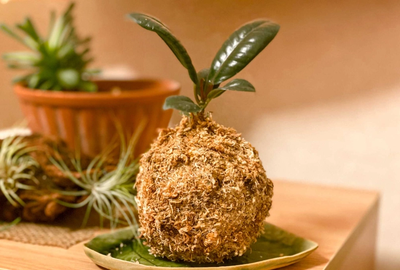 水苔球照顧