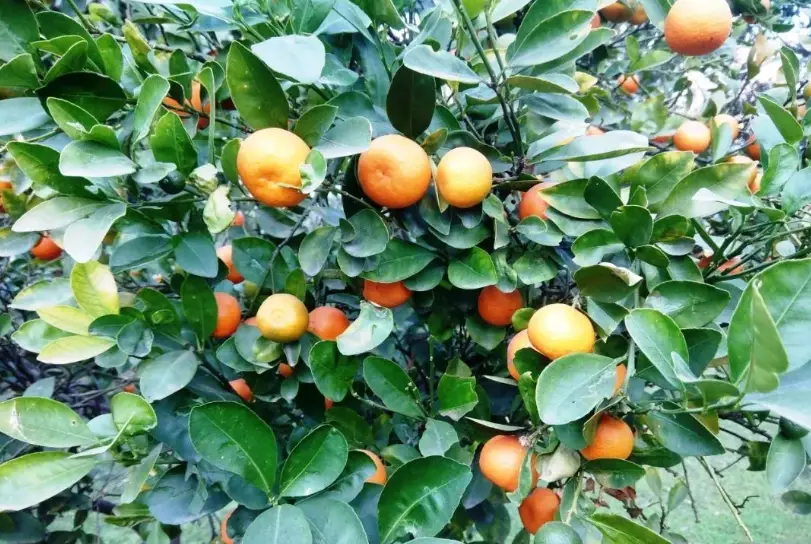 盆栽果樹照顧 盆栽果樹照顧