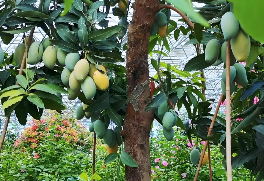 芒果樹盆栽結果