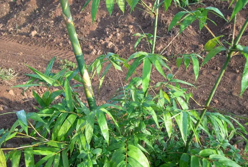 竹筍苗哪裡買 竹筍苗哪裡買