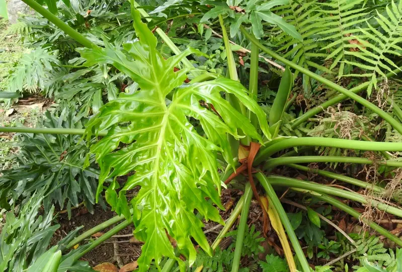 龜背芋換盆