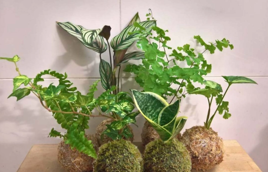 苔玉
