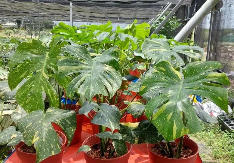 龜背芋配土