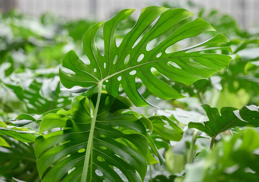 龜背芋換盆