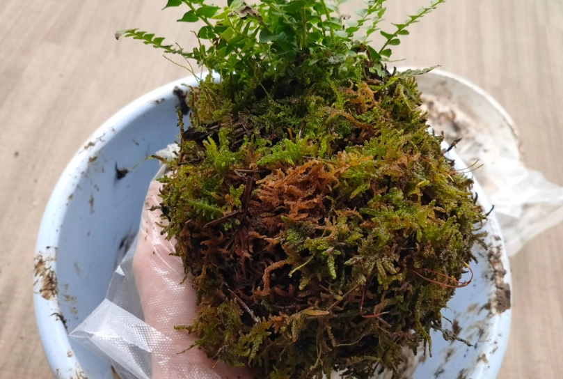 水苔球照顧