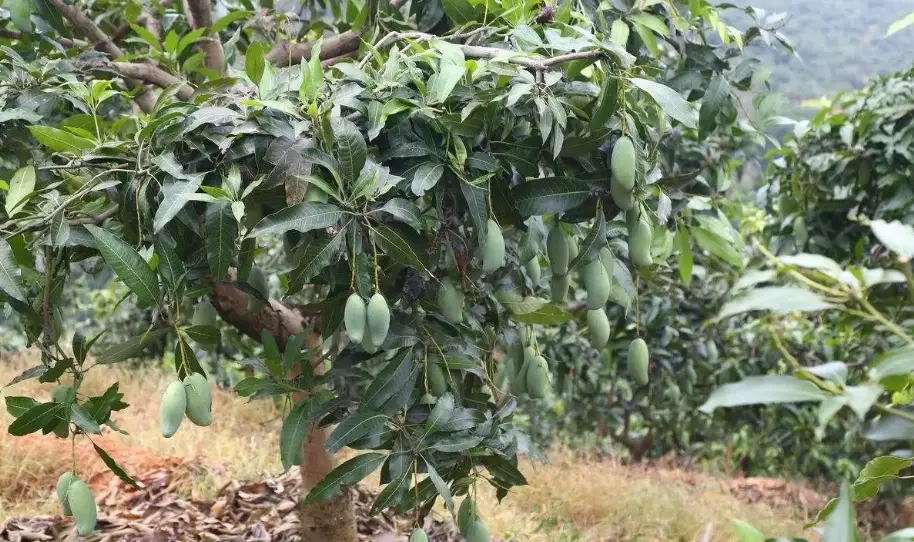 芒果盆栽矮化修剪