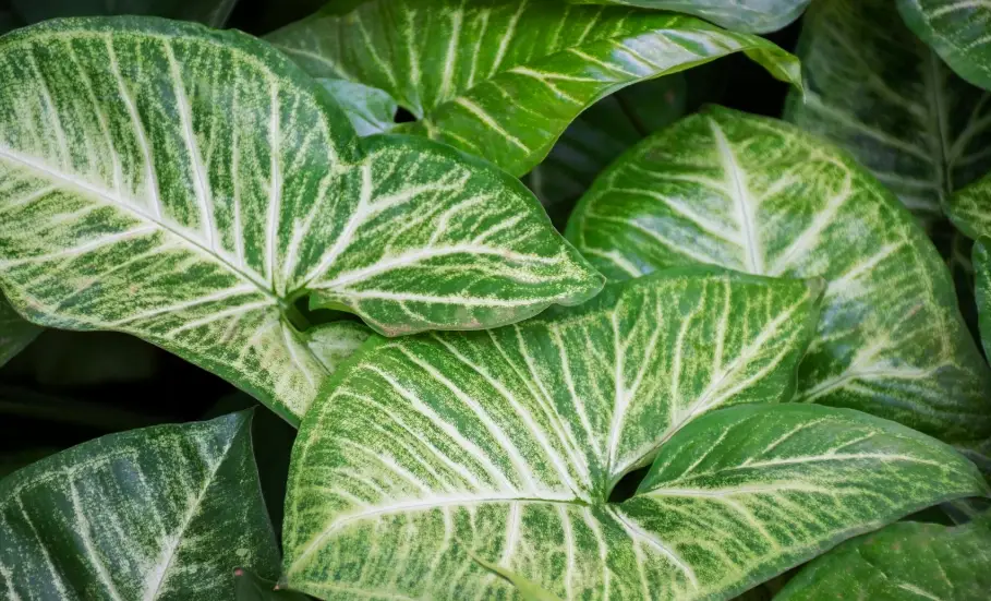 全光譜植物燈