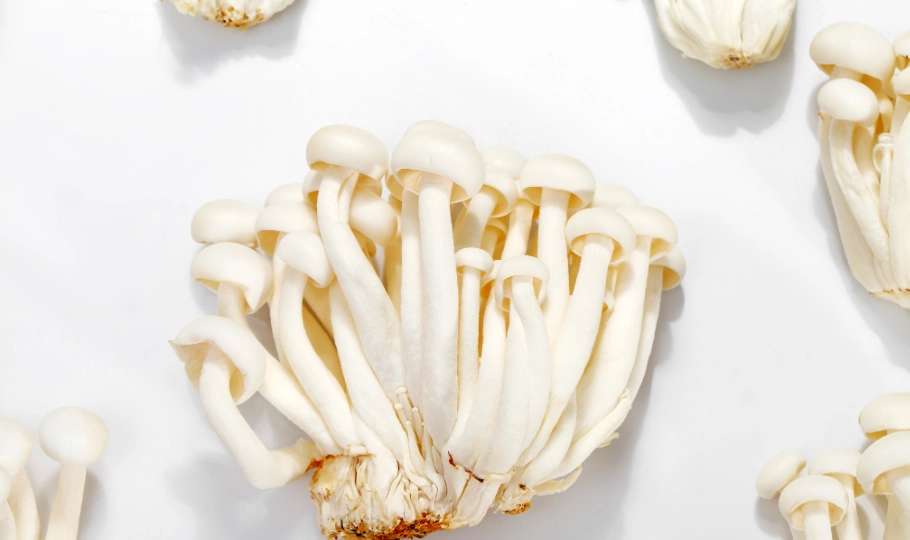 洋菇料理