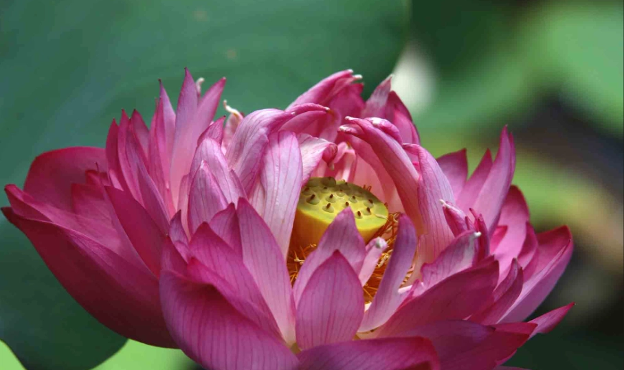 重瓣花品種