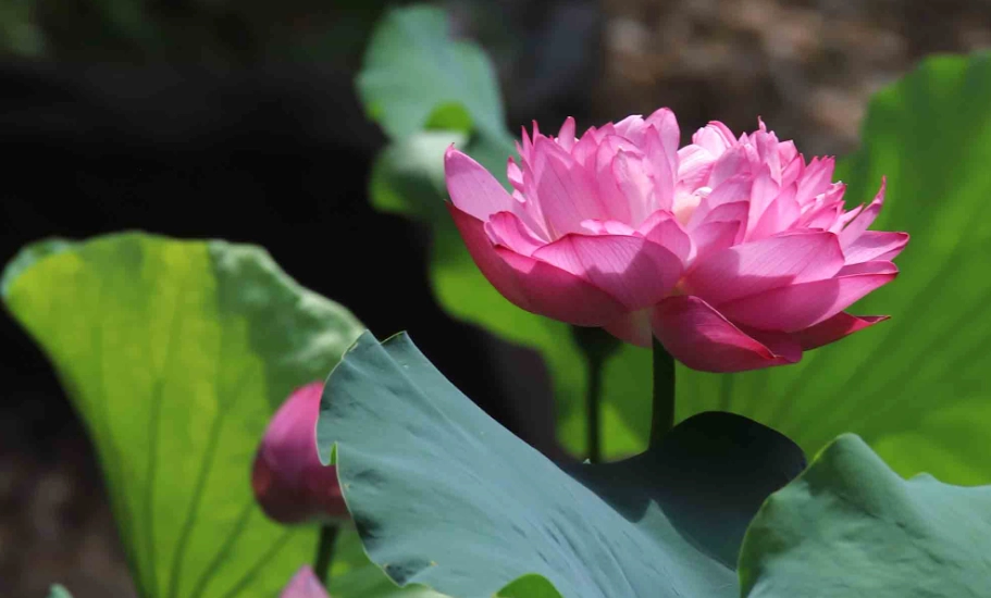 重瓣花照顧